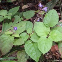 Scutellaria violacea var. violacea Heyne ex Benth.